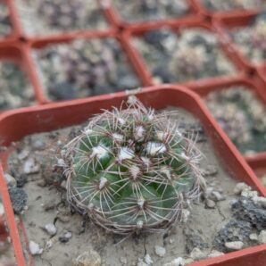 Gymnocalycium mesopotamicum