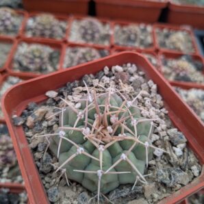 Gymnocalycium vatteri RS1788 El Nono