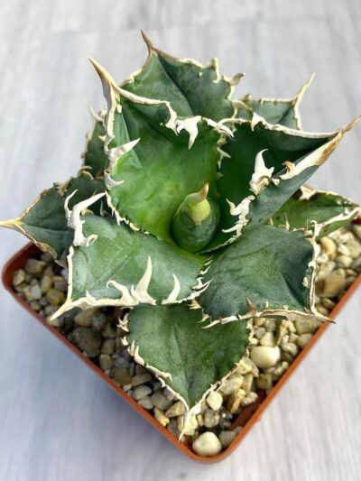 Agave titanota Kyoto #1 - Зображення 2