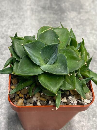 Agave Pixie #2 - Зображення 2