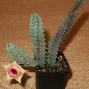 Huernia insigniflora