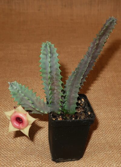 Huernia insigniflora
