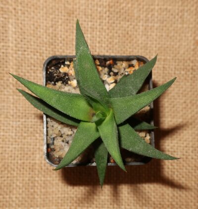 Haworthia tortuosa - Зображення 2
