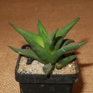 Haworthia tortuosa