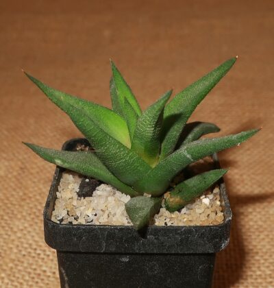Haworthia tortuosa