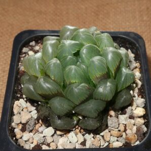 Haworthia obtusa 'Purple Dodson'