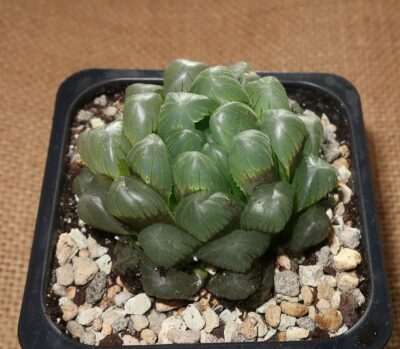 Haworthia obtusa 'Purple Dodson'