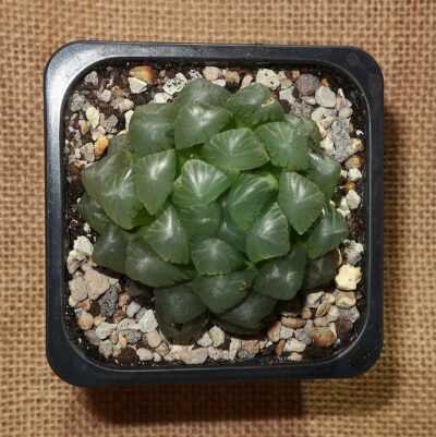 Haworthia obtusa 'Purple Dodson' - Зображення 2