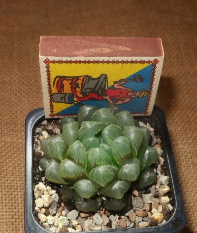 Haworthia obtusa 'Purple Dodson' - Зображення 3