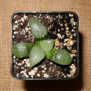 Haworthia correcta Japan x Haworthia (comptoniana x correcta) Tsukikage
