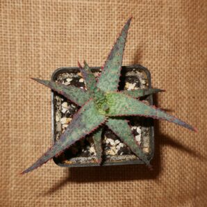 Aloe cv Medium Well done
