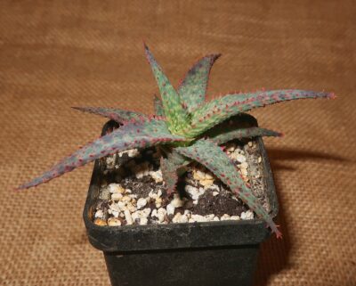 Aloe cv Medium Well done - Зображення 2
