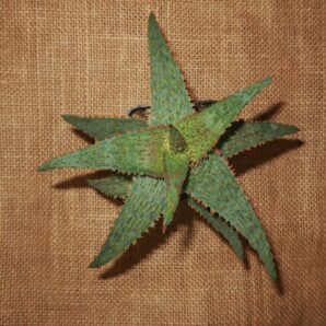 Aloe cv Franco