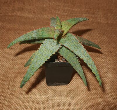 Aloe cv Franco - Зображення 2