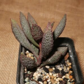 Adromischus marianiae herrei Vaalkranz