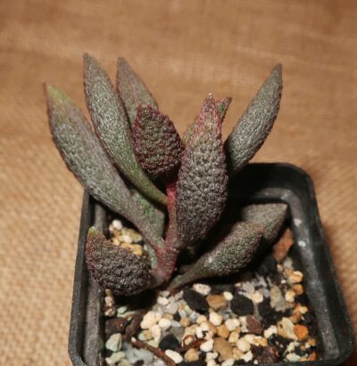 Adromischus marianiae herrei Vaalkranz