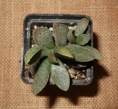 Adromischus multiihybrid Belgium - Зображення 2