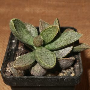 Adromischus multiihybrid Belgium