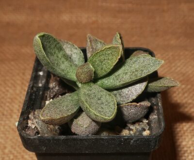 Adromischus multiihybrid Belgium