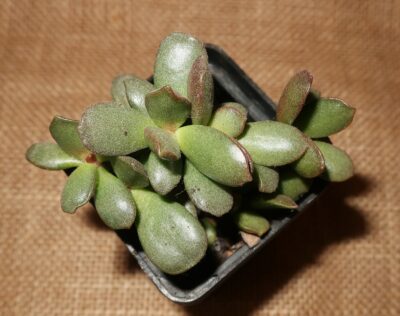 Adromischus cooperi mini form Italy - Зображення 2