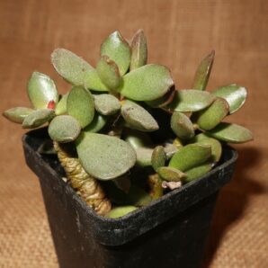 Adromischus cooperi mini form Italy