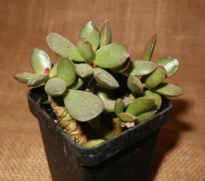 Adromischus cooperi mini form Italy