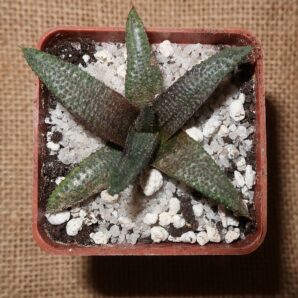 Haworthia koelmaniorum