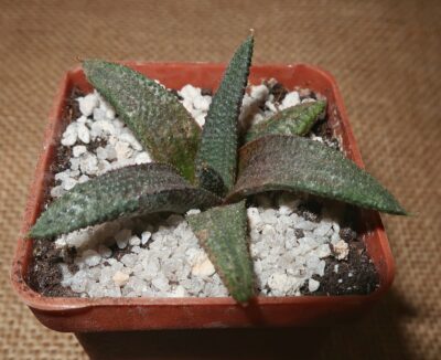 Haworthia koelmaniorum - Зображення 2