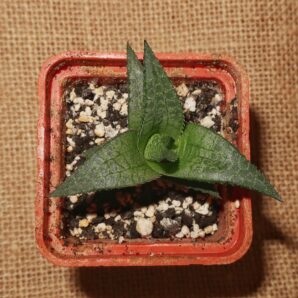 Haworthia tessellata cv Thunder Dragon x cv Fang