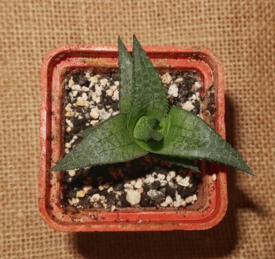 Haworthia tessellata cv Thunder Dragon x cv Fang