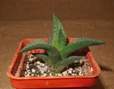 Haworthia tessellata cv Thunder Dragon x cv Fang - Зображення 2