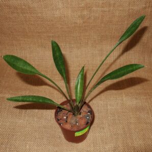 Sansevieria concinna 'Tea Spoon' Lav5933
