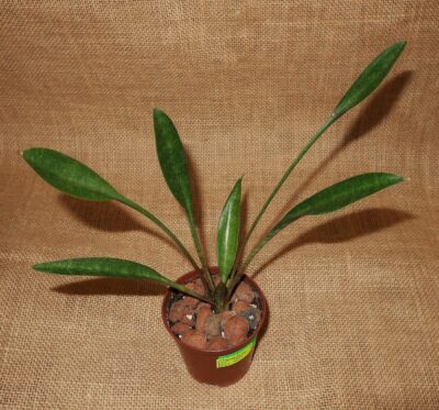 Sansevieria concinna 'Tea Spoon' Lav5933