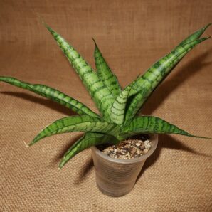 Sansevieria 'Tough Lady'