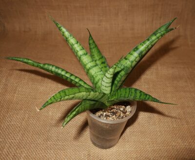 Sansevieria 'Tough Lady'
