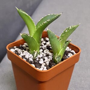 Agave titanota Kyoto #2