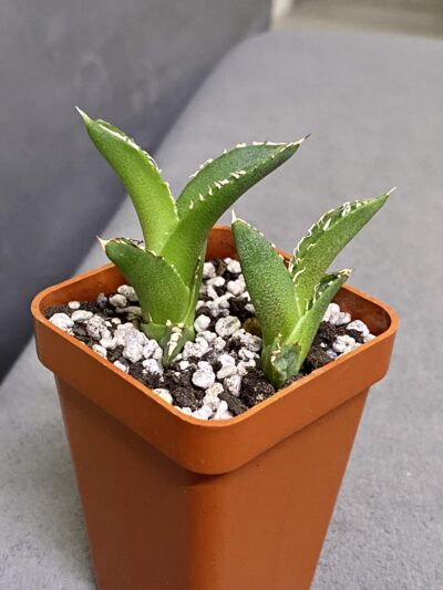 Agave titanota Kyoto #1