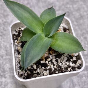 Agave Pixie #1