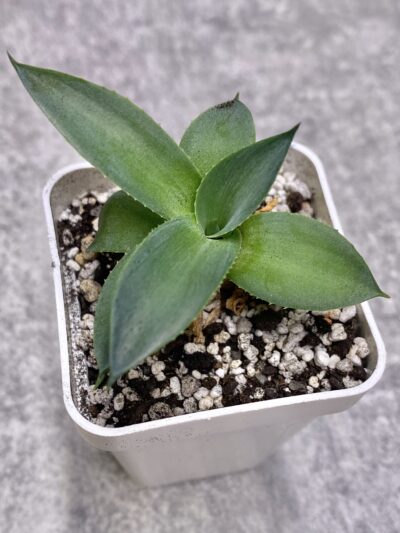 Agave Pixie #1
