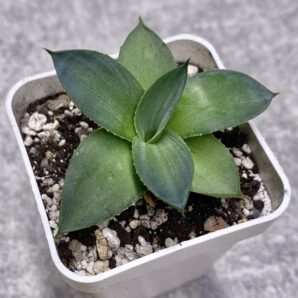 Agave Pixie #2