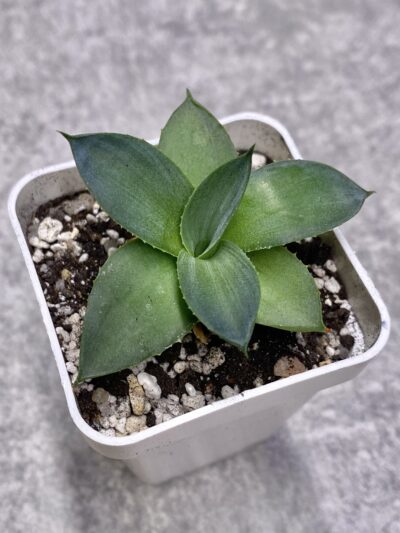 Agave Pixie #2