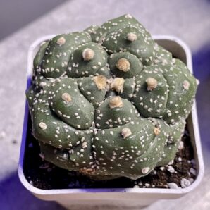 Astrophytum asterias cv. Kikko #2