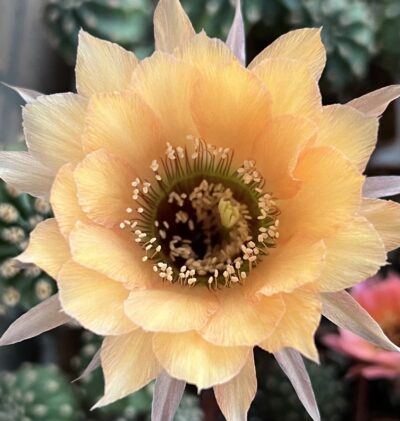 щеплена діточка Echinopsis А085 Ate - Зображення 2