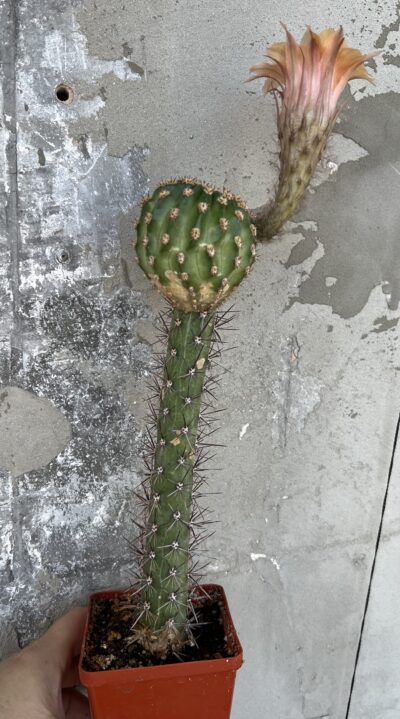 щеплена діточка Echinopsis А085 Ate - Зображення 3