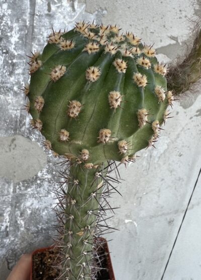 щеплена діточка Echinopsis А085 Ate - Зображення 4