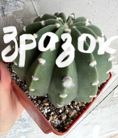 діточка Echinopsis subdenudata, d = 3,5 см - Зображення 3