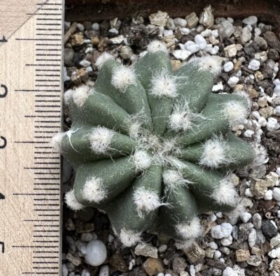 діточка Echinopsis subdenudata, d = 3,5 см - Зображення 4