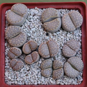 Lithops julii ssp fulleri, C56, MG1621.04