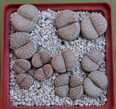 Lithops julii ssp fulleri, C56, MG1621.04