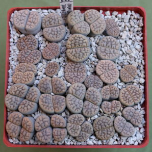 Lithops schwantesii v. urikosensis, C075